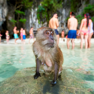 singe